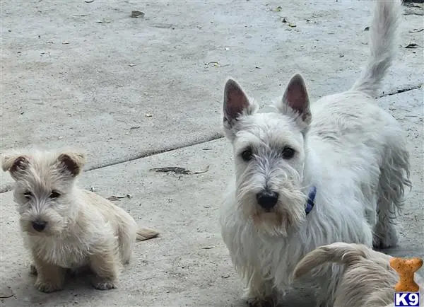 Scottish Terrier dog