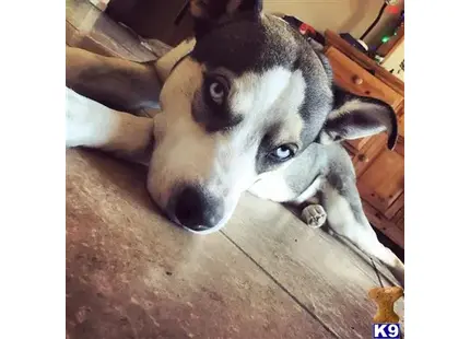 Siberian Husky