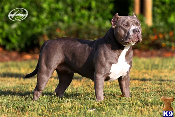 American Pitbull Dog For Sale In Lahore American Pitbull Dog For Sale In Lahore