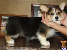 pembroke welsh corgi puppy posted by lawnabrown