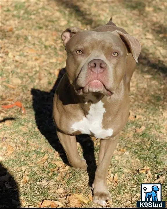 American Pit Bull stud dog: a american pit bull dog standing on grass