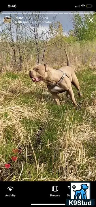 American Pit Bull stud dog: a american pit bull dog running through tall grass