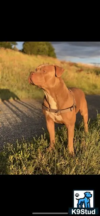 American Pit Bull stud dog: a american pit bull dog standing on a dirt road
