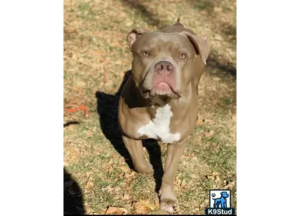 American Pit Bull stud dog: a american pit bull dog standing on grass