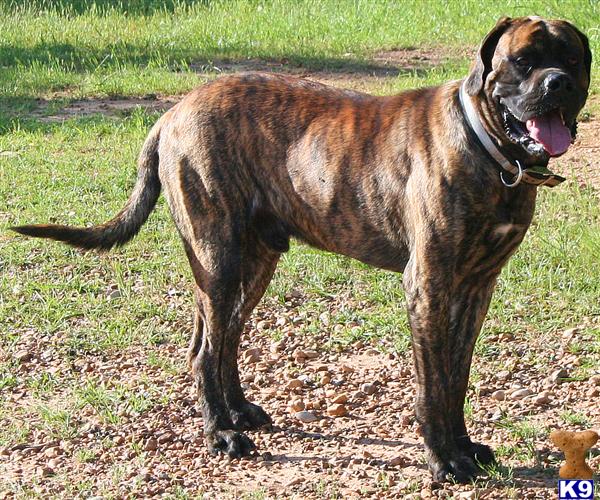 reverse brindle english mastiff puppies for sale