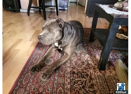a american bully dog sitting on a rug