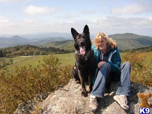 German Shepherd dog