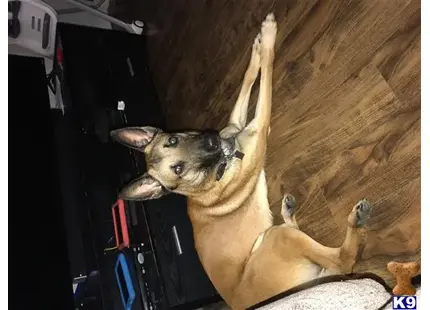 a belgian malinois dog standing on its hind legs