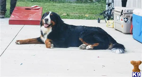 Bernese Mountain Dog