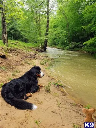 Bernese Mountain Dog stud dog