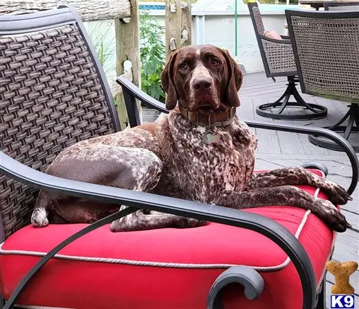 German Shorthaired Pointer