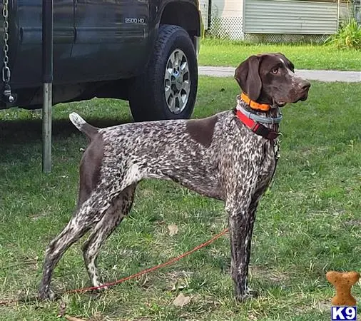 German Shorthaired Pointer female dog