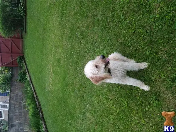 Goldendoodles stud dog