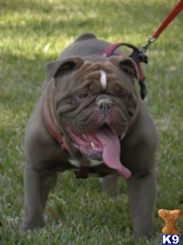 Old English Bulldog stud dog