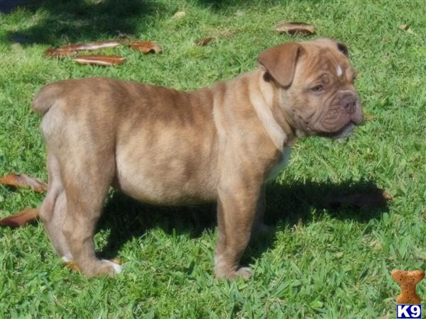 bulldog puppies for sale in louisiana bulldog puppies for sale in louisiana bulldog puppies for sale in louisiana bulldog puppies for sale in louisiana