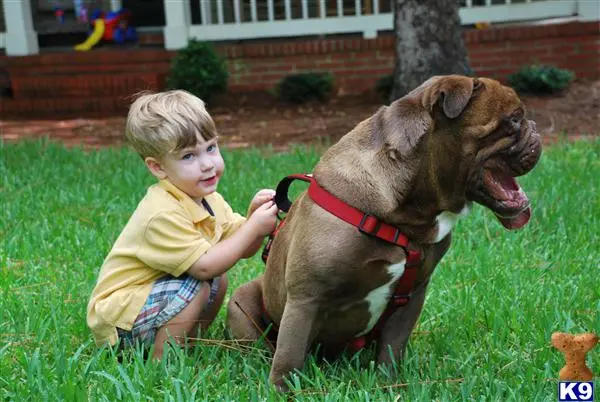 Old English Bulldog stud dog