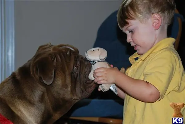 Old English Bulldog stud dog