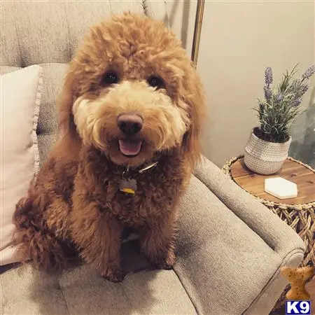 Goldendoodles