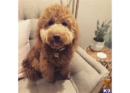 a goldendoodles dog sitting on a couch