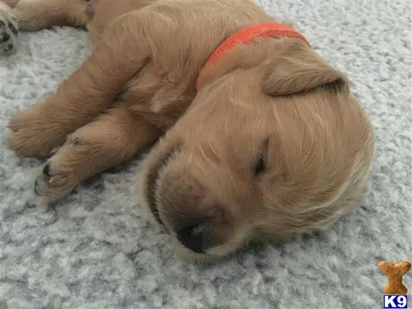 Goldendoodles puppy for sale