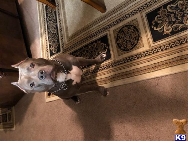 a american pit bull dog standing on a carpet
