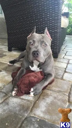 American Pit Bull stud dog