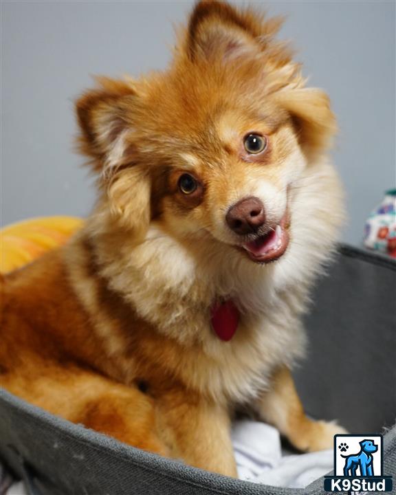 a pomeranian dog lying on a couch