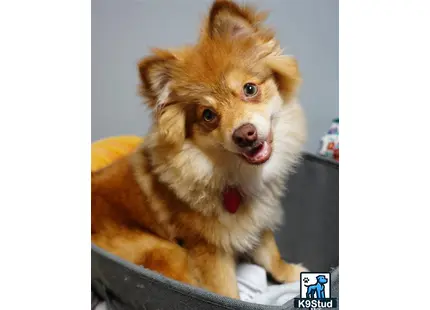 a pomeranian dog lying on a couch