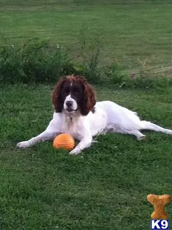 English Springer Spaniel