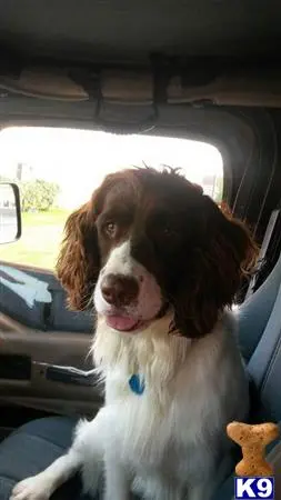 English Springer Spaniel stud dog