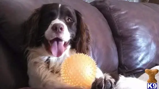 English Springer Spaniel stud dog