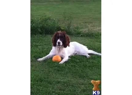 English Springer Spaniel