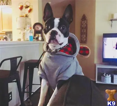 Boston Terrier stud dog