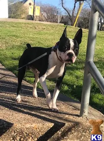 Boston Terrier stud dog