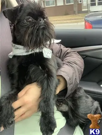 Brussels Griffon stud dog