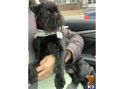 a brussels griffon dog sitting in a car