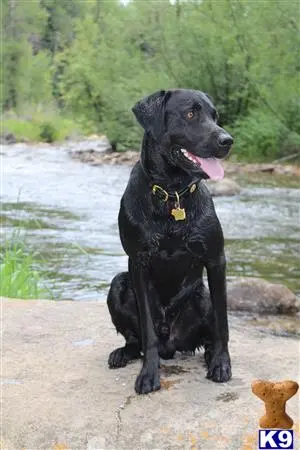 Labrador Retriever stud dog