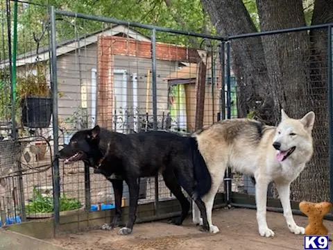 Wolf Dog puppy for sale