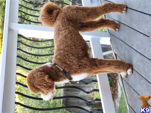 Goldendoodles stud dog