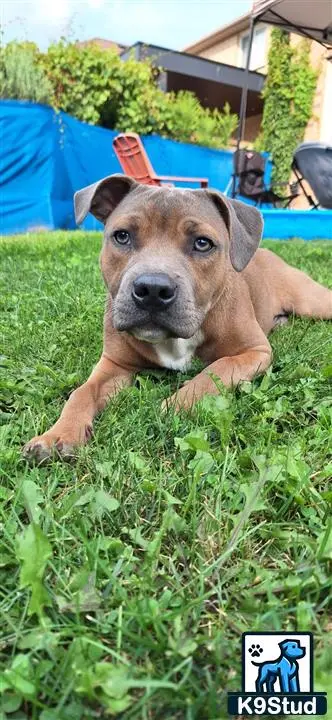 Staffordshire Bull Terrier stud dog: a staffordshire bull terrier dog lying in the grass