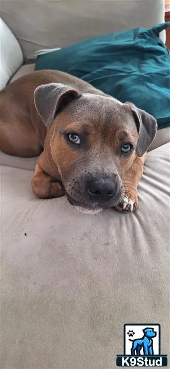 Staffordshire Bull Terrier stud dog: a staffordshire bull terrier dog lying on a bed