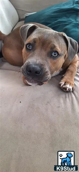 Staffordshire Bull Terrier stud dog: a staffordshire bull terrier dog lying on the floor