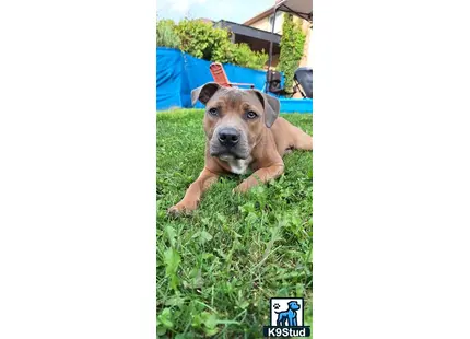 Staffordshire Bull Terrier stud dog: a staffordshire bull terrier dog lying in the grass