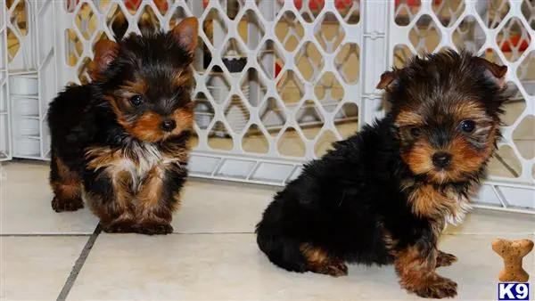 Yorkshire Terrier puppy for sale