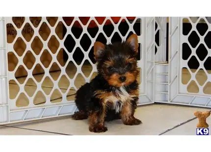 Yorkshire Terrier