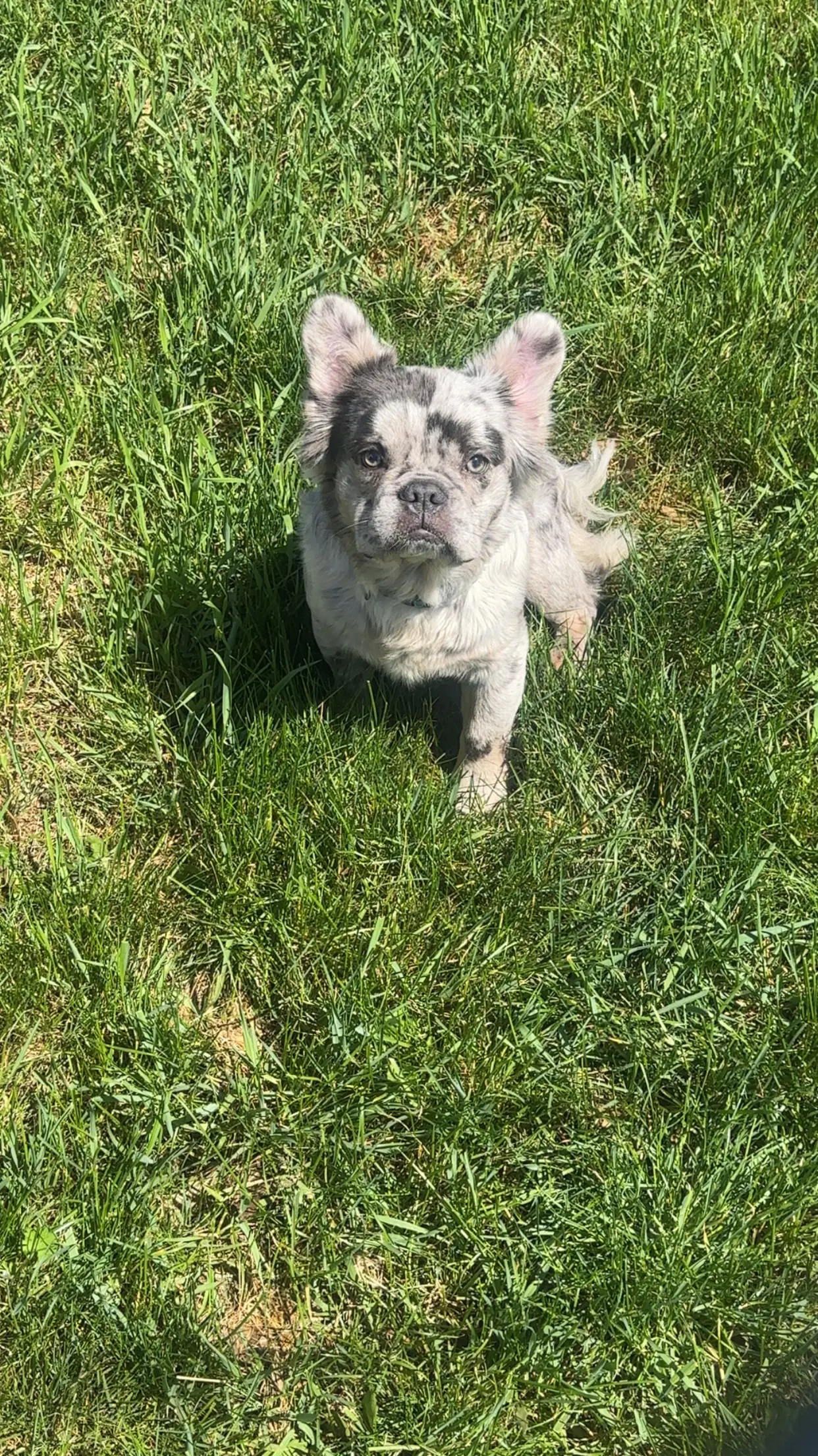 French Bulldog stud dog: Gray and white French Bulldog sitting in green grass