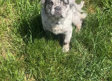 French Bulldog stud dog: Gray and white French Bulldog sitting in green grass