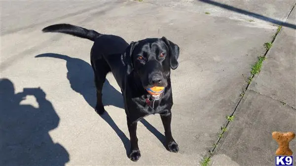 Labrador Retriever stud dog