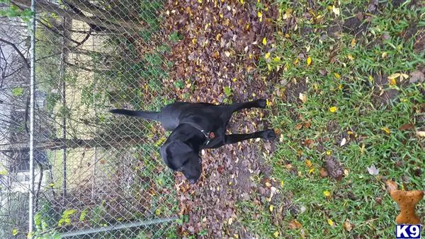 Labrador Retriever stud dog