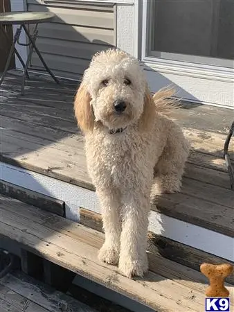 Labradoodle stud dog